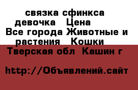 связка сфинкса. девочка › Цена ­ 500 - Все города Животные и растения » Кошки   . Тверская обл.,Кашин г.